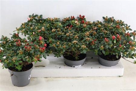 Горшечные цветы и растения оптом Rhodo Si Gem от 6шт из Голландии с доставкой по России