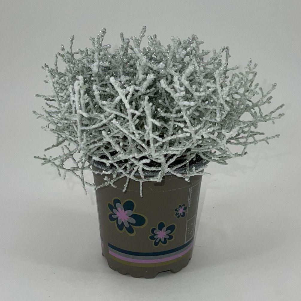 Горшечные цветы и растения оптом Leucophyta Snow + Glitter Silver от 12шт из Голландии с доставкой по России