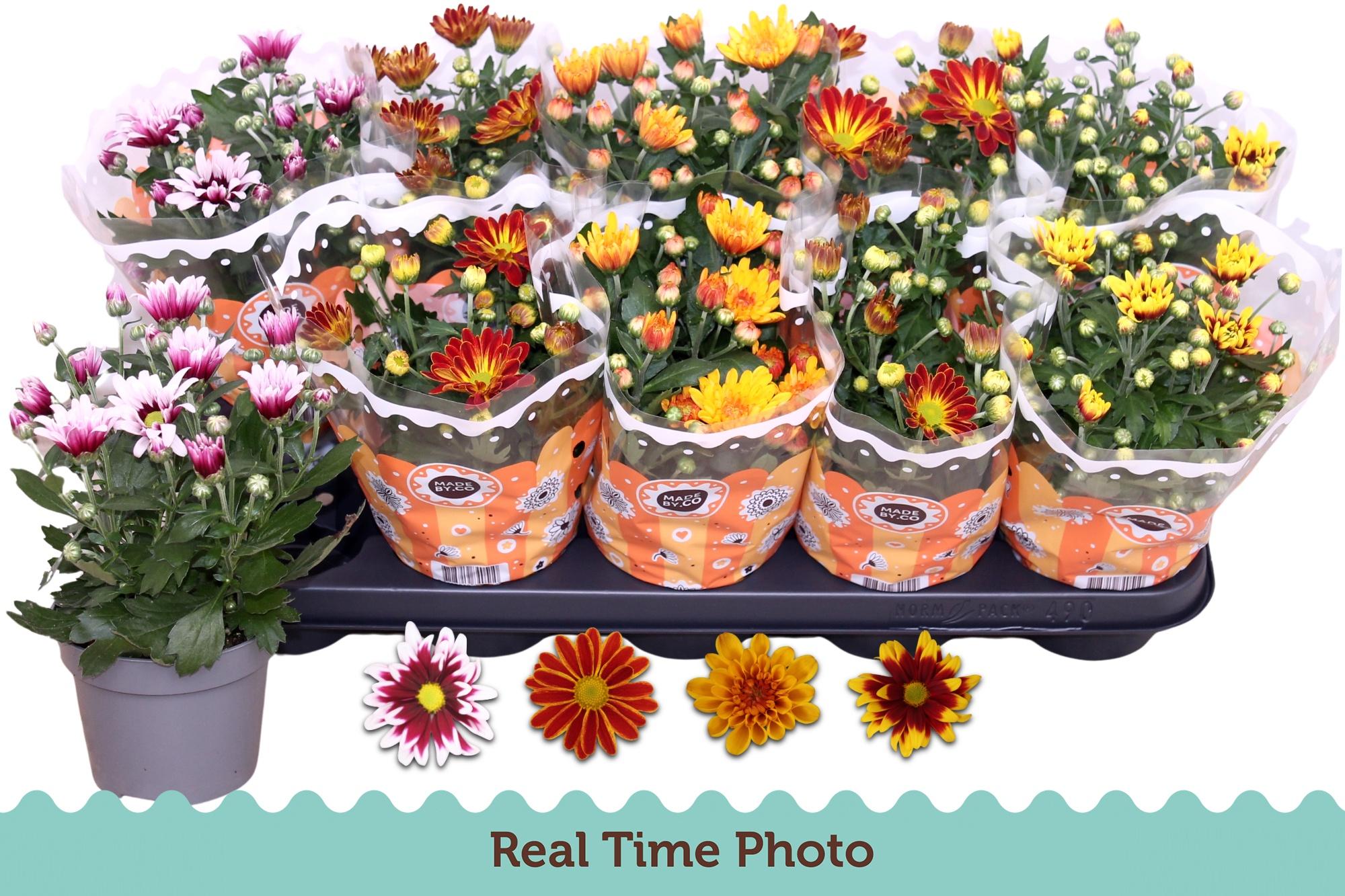 Горшечные цветы и растения оптом Bromelia Gem AA от 8шт из Голландии с доставкой по России