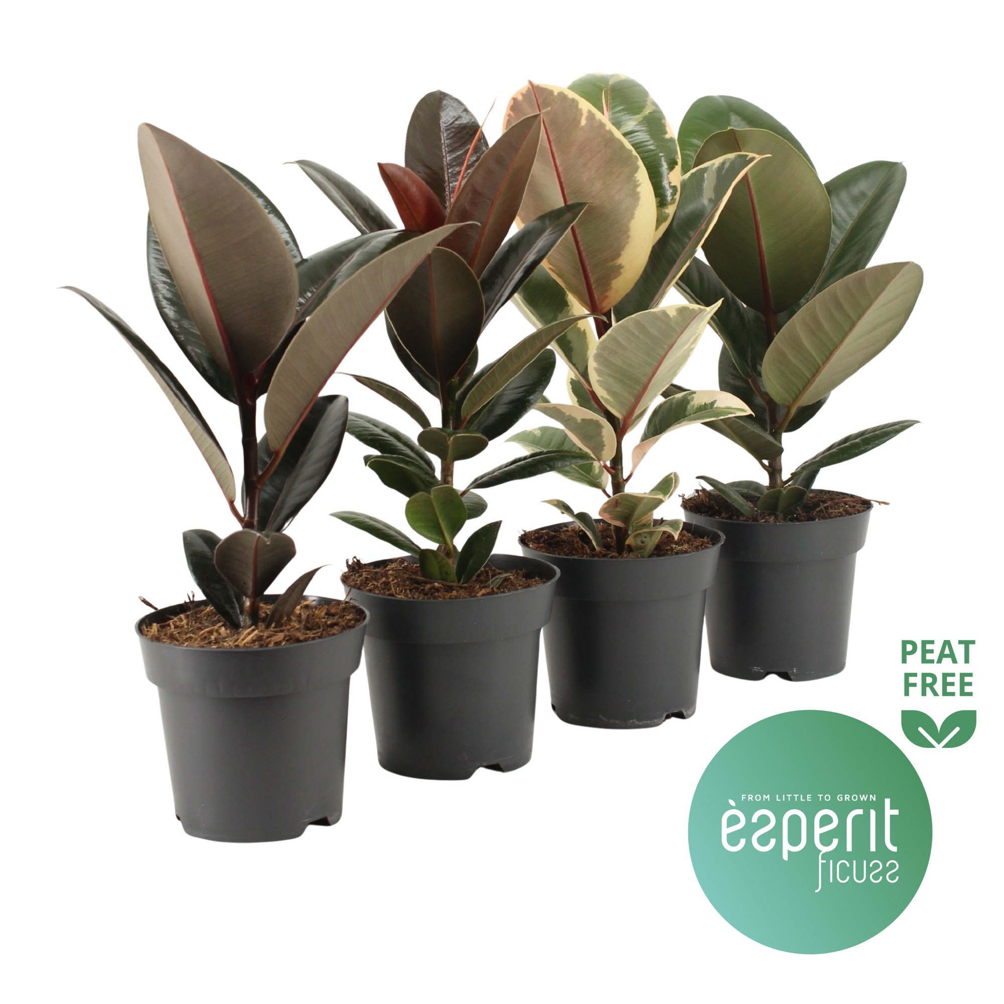 Горшечные цветы и растения оптом Ficus El Mix 3-4srt от 8шт из Голландии с доставкой по России