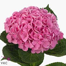 Срезанные цветы оптом Hydrangea mag opal от 10шт. из Голландии с доставкой по России