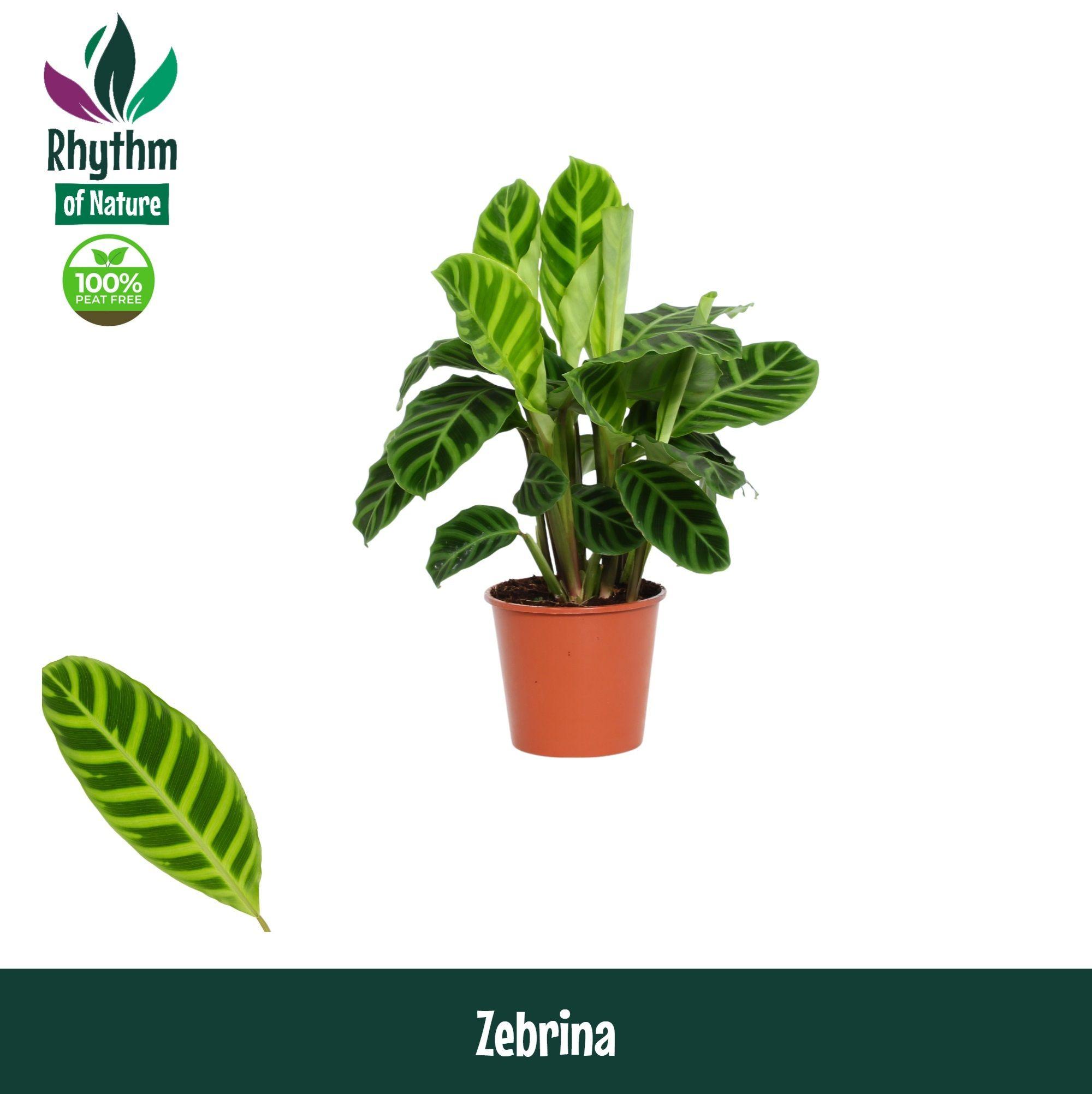Горшечные цветы и растения оптом Calathea Zebrina от 8шт из Голландии с доставкой по России