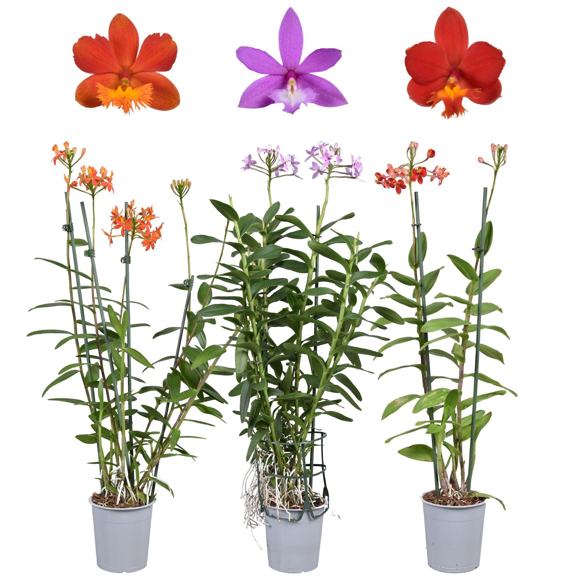Горшечные цветы и растения оптом Epidendrum 2st Mix от 6шт из Голландии с доставкой по России