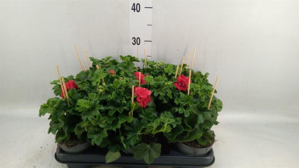 Горшечные цветы и растения оптом Pelargonium Pelt.   ... от 8шт из Голландии с доставкой по России