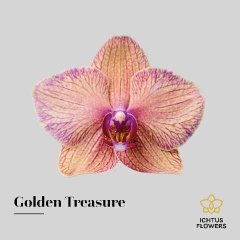 Срезанные цветы оптом Phalaenopsis golden treasure (per flower) от 25шт из Голландии с доставкой по России
