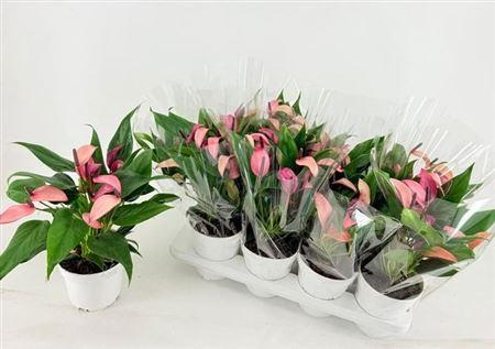 Горшечные цветы и растения оптом Anthu Zizou ** 7+ Bloemen ** от 8шт из Голландии с доставкой по России