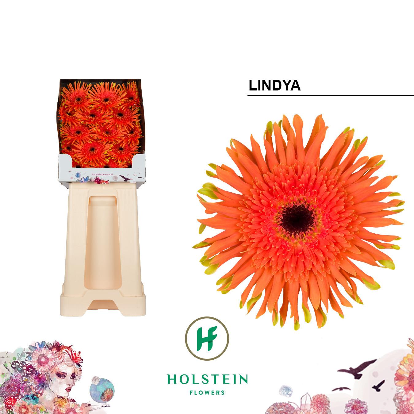Срезанные цветы оптом Gerbera diamond gerpasta lindya от 45шт из Голландии с доставкой по России