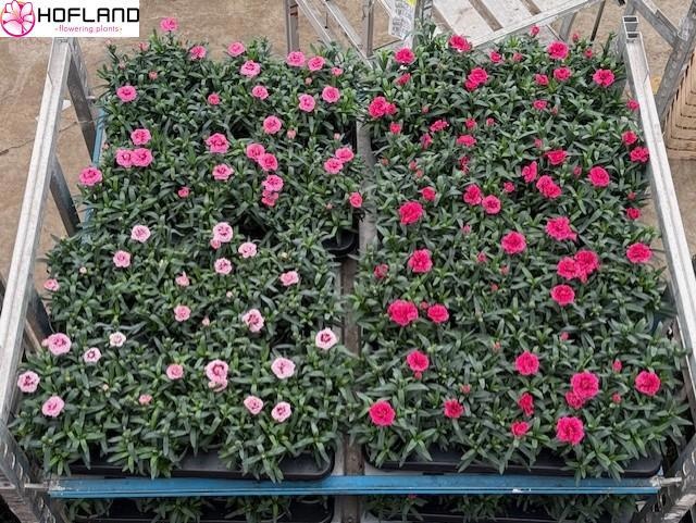 Горшечные цветы и растения оптом Dian Osc Gem от 12шт из Голландии с доставкой по России