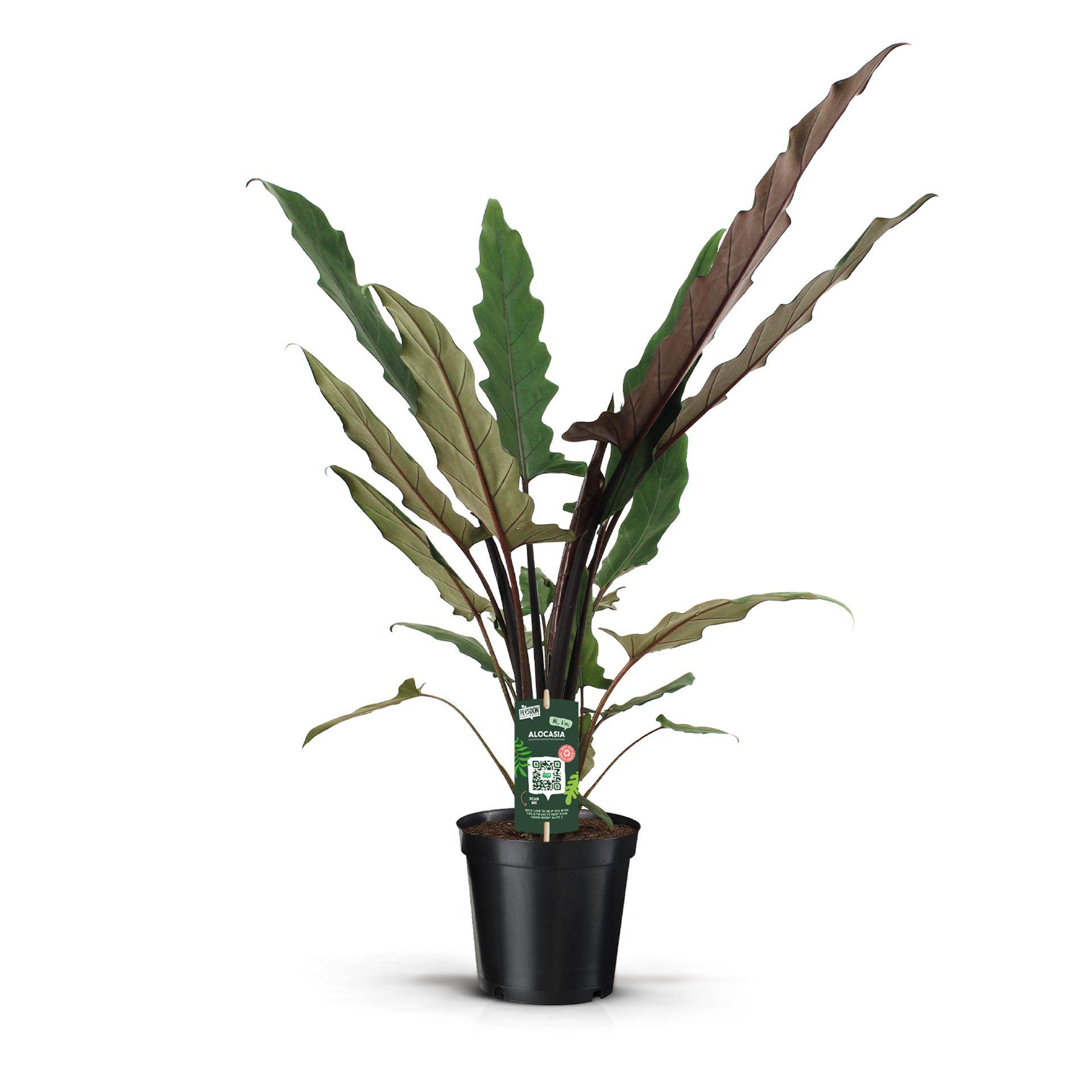 Горшечные цветы и растения оптом Alocasia Lauterbachiana от 3шт (для телеги) из Голландии с доставкой по России