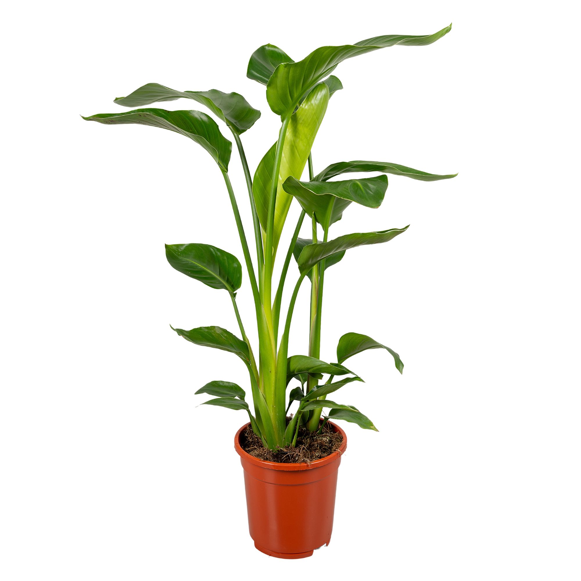 Горшечные цветы и растения оптом Strelitzia Nicolai 2pp от 6шт из Голландии с доставкой по России
