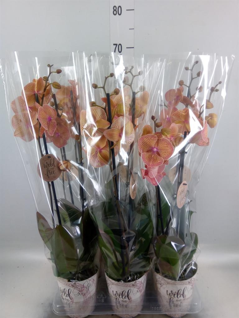 Горшечные цветы и растения оптом Phalaenopsis   ... от 6шт' из Голландии с доставкой по России