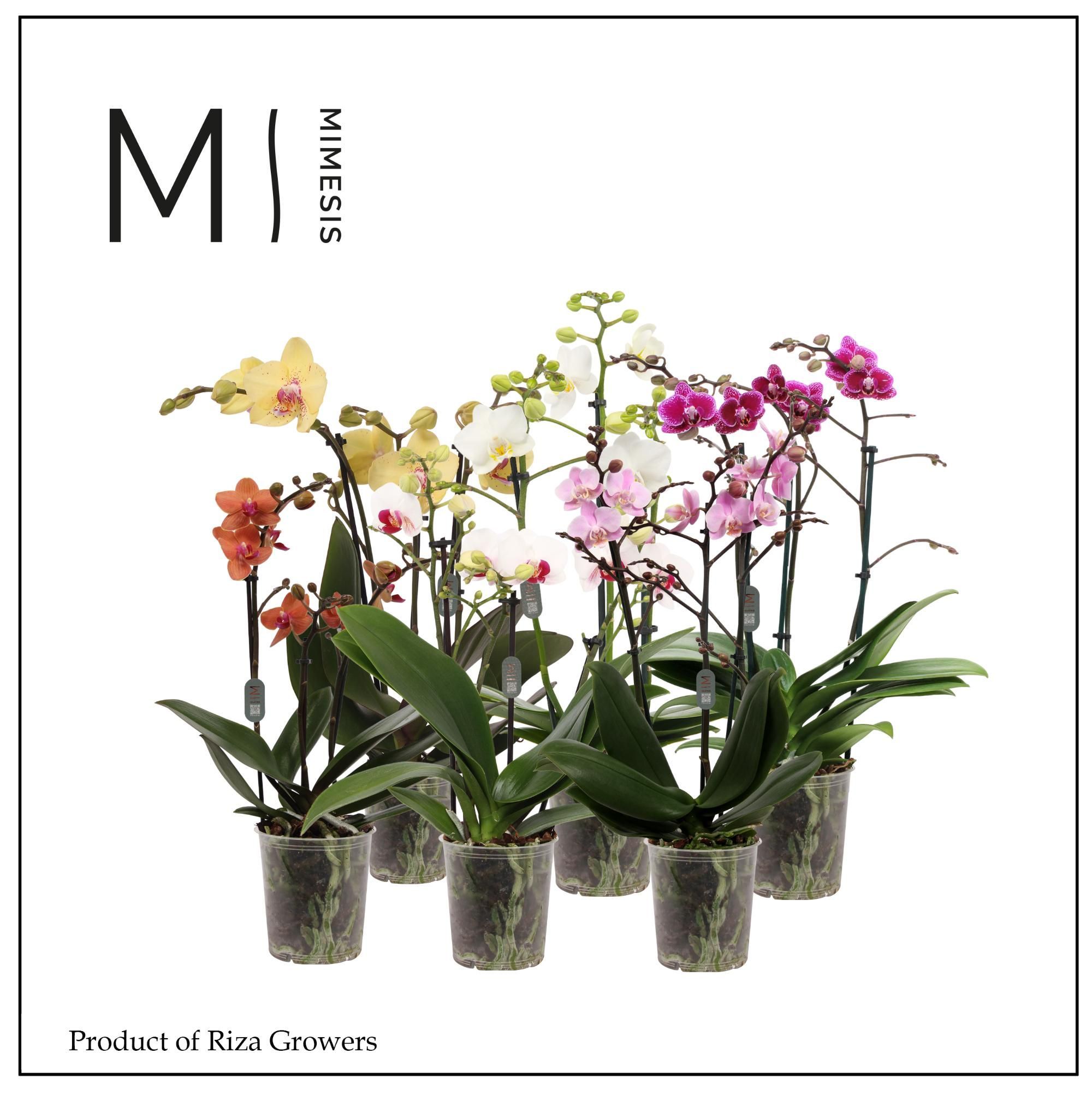 Горшечные цветы и растения оптом Phal 3st Multi Mix 30+ (orchid Growers) от 10шт из Голландии с доставкой по России