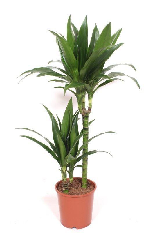 Горшечные цветы и растения оптом Dracaena Frag. janet Craig от 2шт из Голландии с доставкой по России