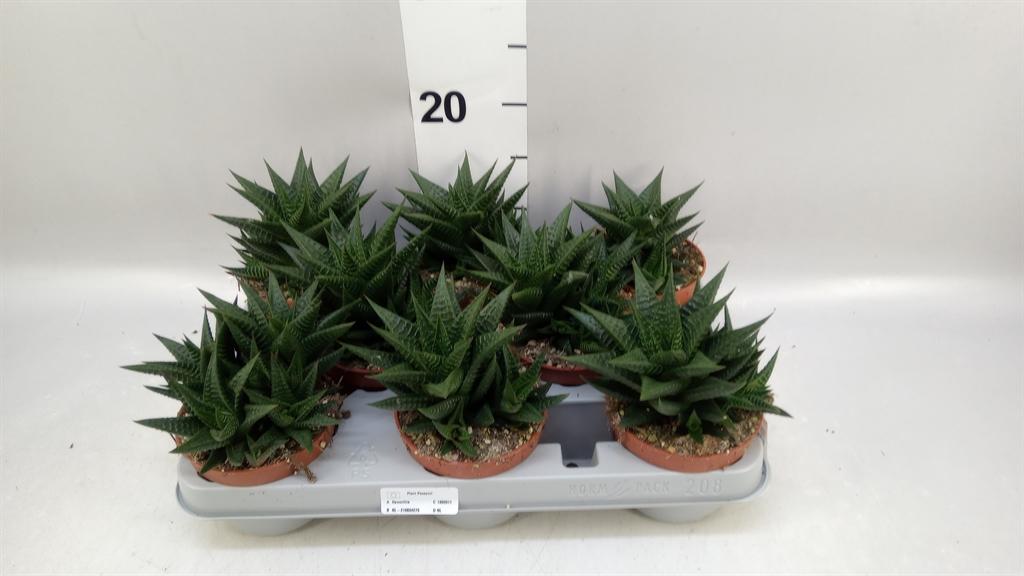 Горшечные цветы и растения оптом Haworthia Limifolia от 8шт из Голландии с доставкой по России