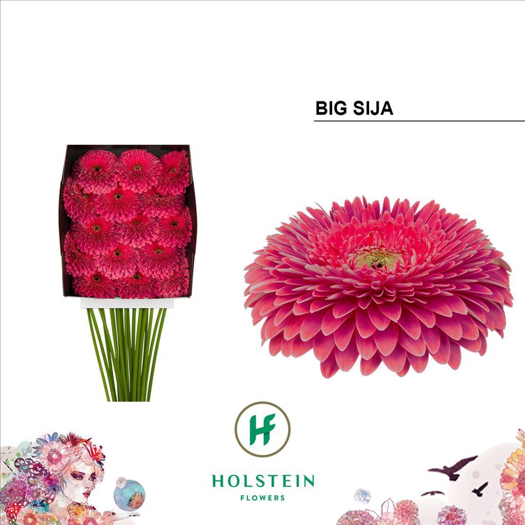 Срезанные цветы оптом Gerbera diamond gerponi big sija от 15шт из Голландии с доставкой по России