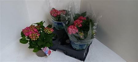 Горшечные цветы и растения оптом Hydrangea Ma Hot Red 3+ от 4шт из Голландии с доставкой по России