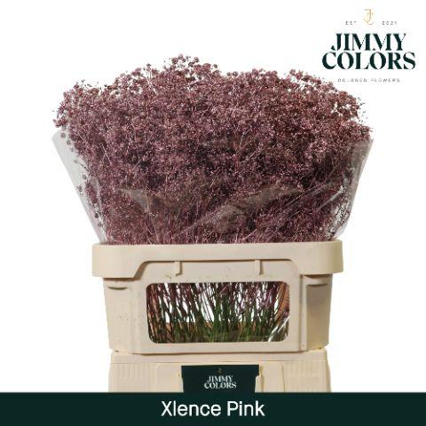 Срезанные цветы оптом Gyps large paint pink gold от 50шт из Голландии с доставкой по России