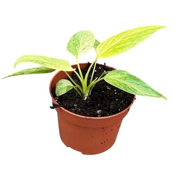 Горшечные цветы и растения оптом Homalomena Sulcata Cream Frost от 1шт из Голландии с доставкой по России