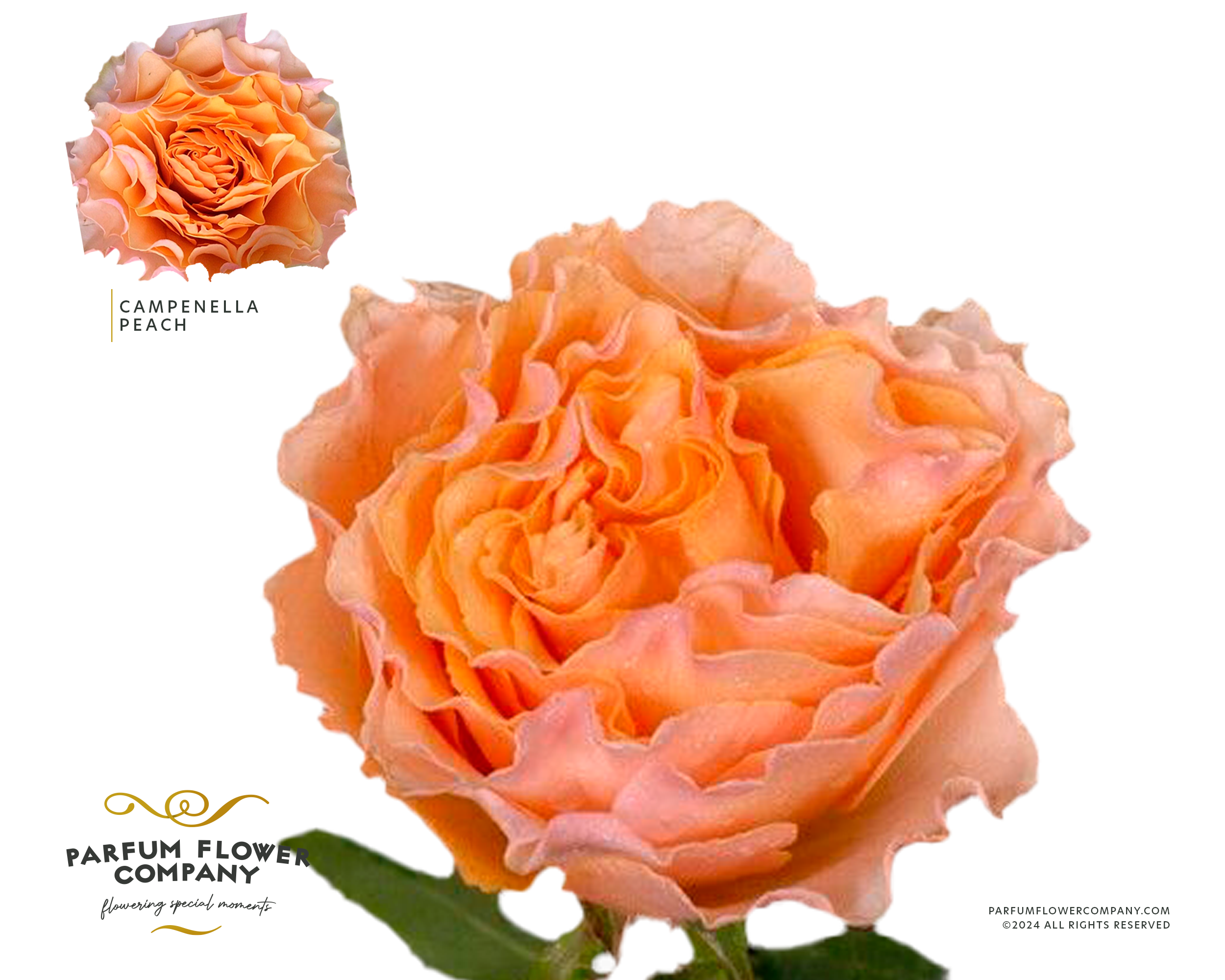 Срезанные цветы оптом Rosa la garden campanella peach от 24шт из Голландии с доставкой по России