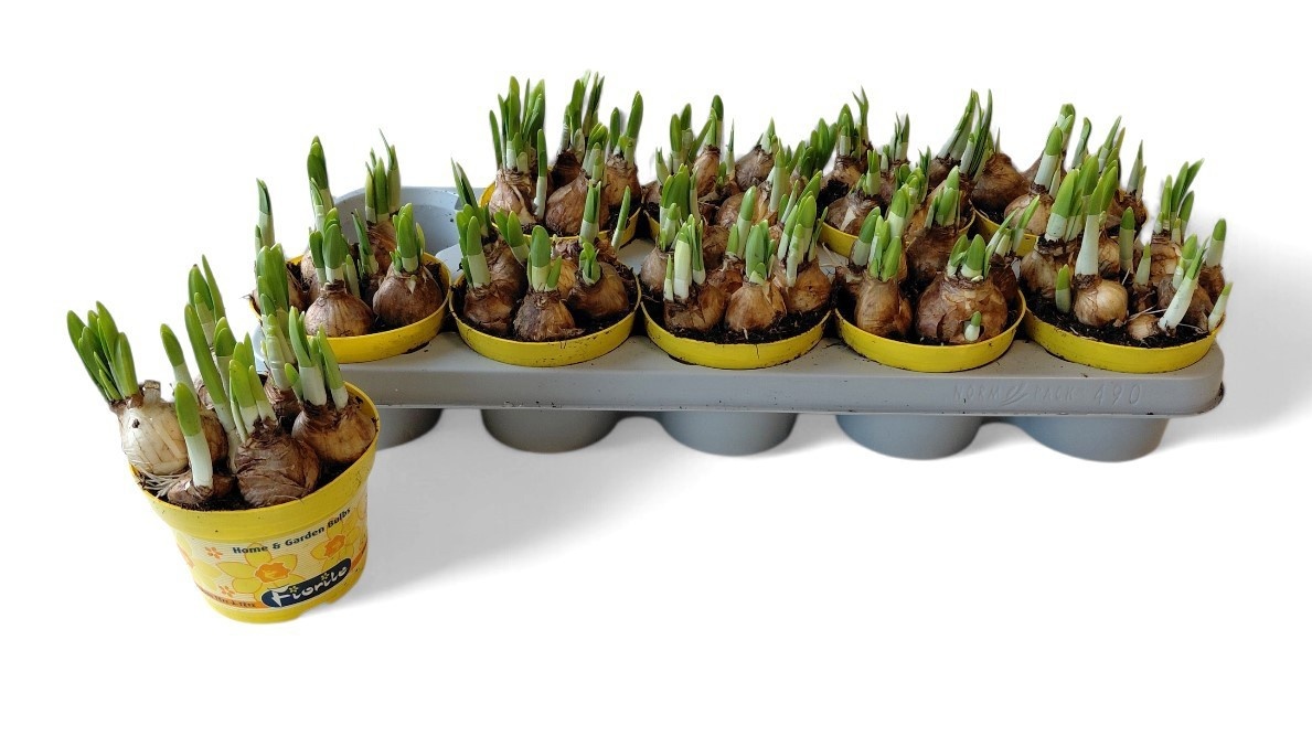 Горшечные цветы и растения оптом Narc O Tete A Tete от 10шт из Голландии с доставкой по России