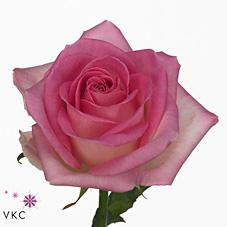 Срезанные цветы оптом Rosa large sorbet avalanche+ от 80шт из Голландии с доставкой по России