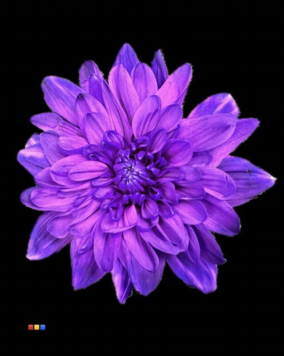 Срезанные цветы оптом Chrys sp paint baltica milka от 40шт из Голландии с доставкой по России