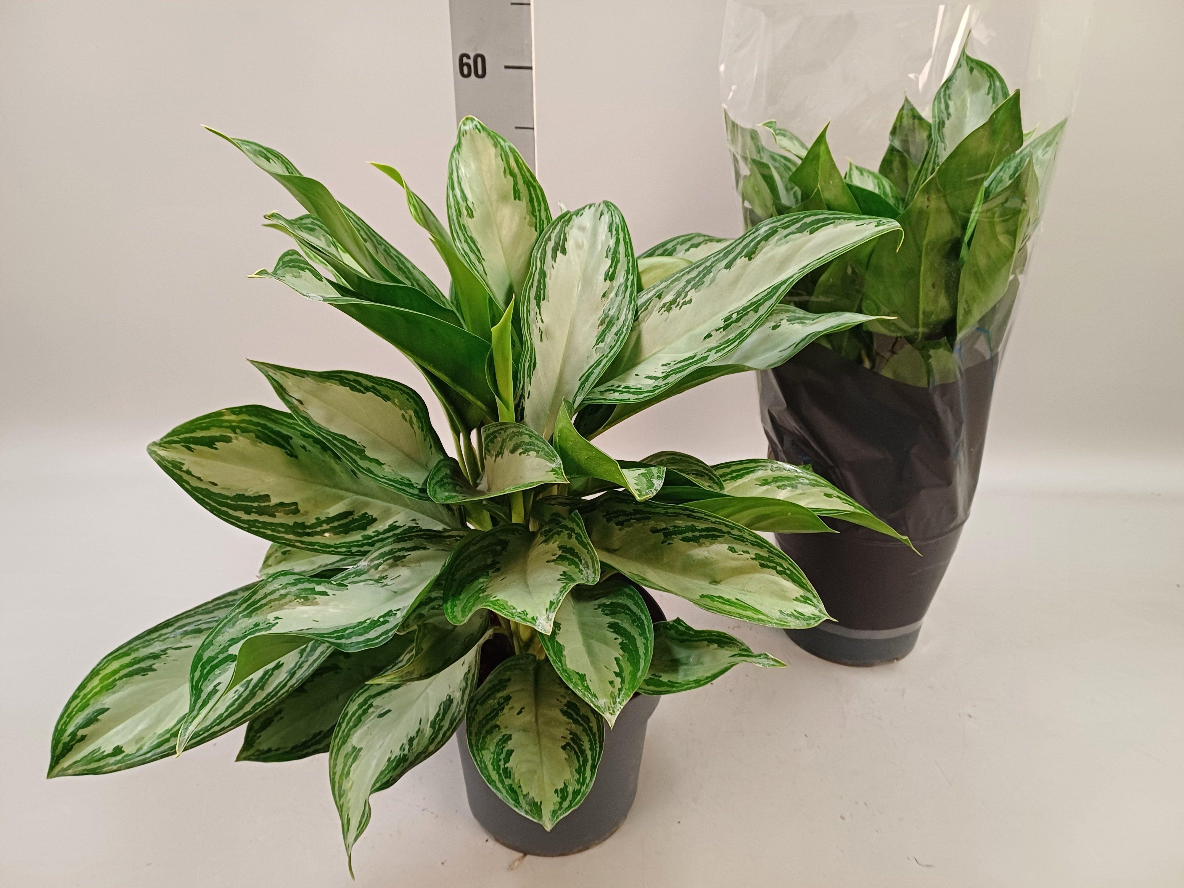 Горшечные цветы и растения оптом Aglaonema Silver Bay 3pp от 1шт из Голландии с доставкой по России