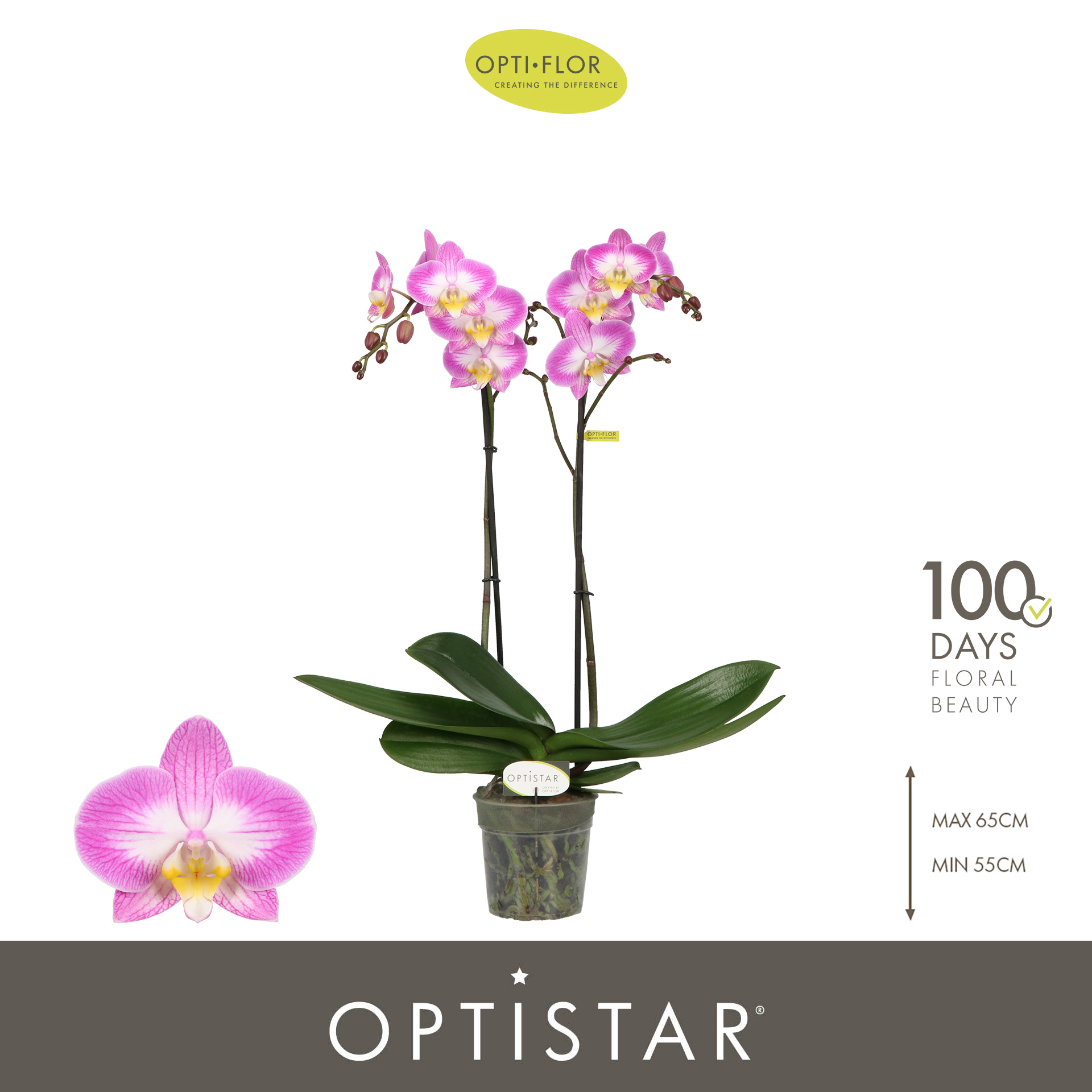 Горшечные цветы и растения оптом Phal 2st Optistar Carey 15+ ( Opti ) от 6шт из Голландии с доставкой по России