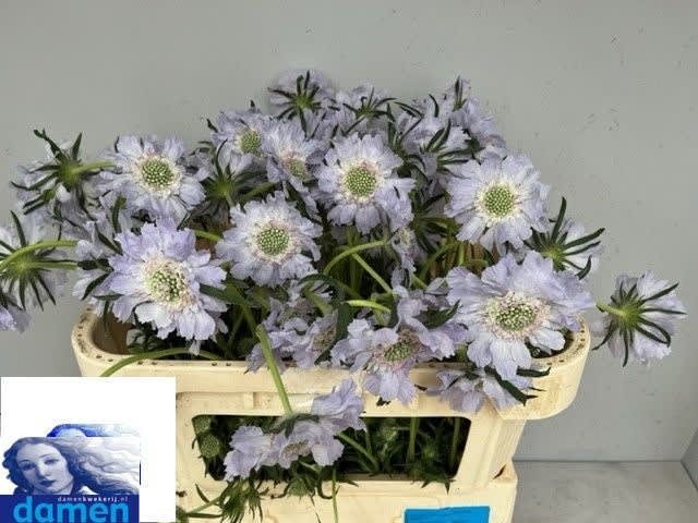 Срезанные цветы оптом Scabiosa jisca от 80шт из Голландии с доставкой по России