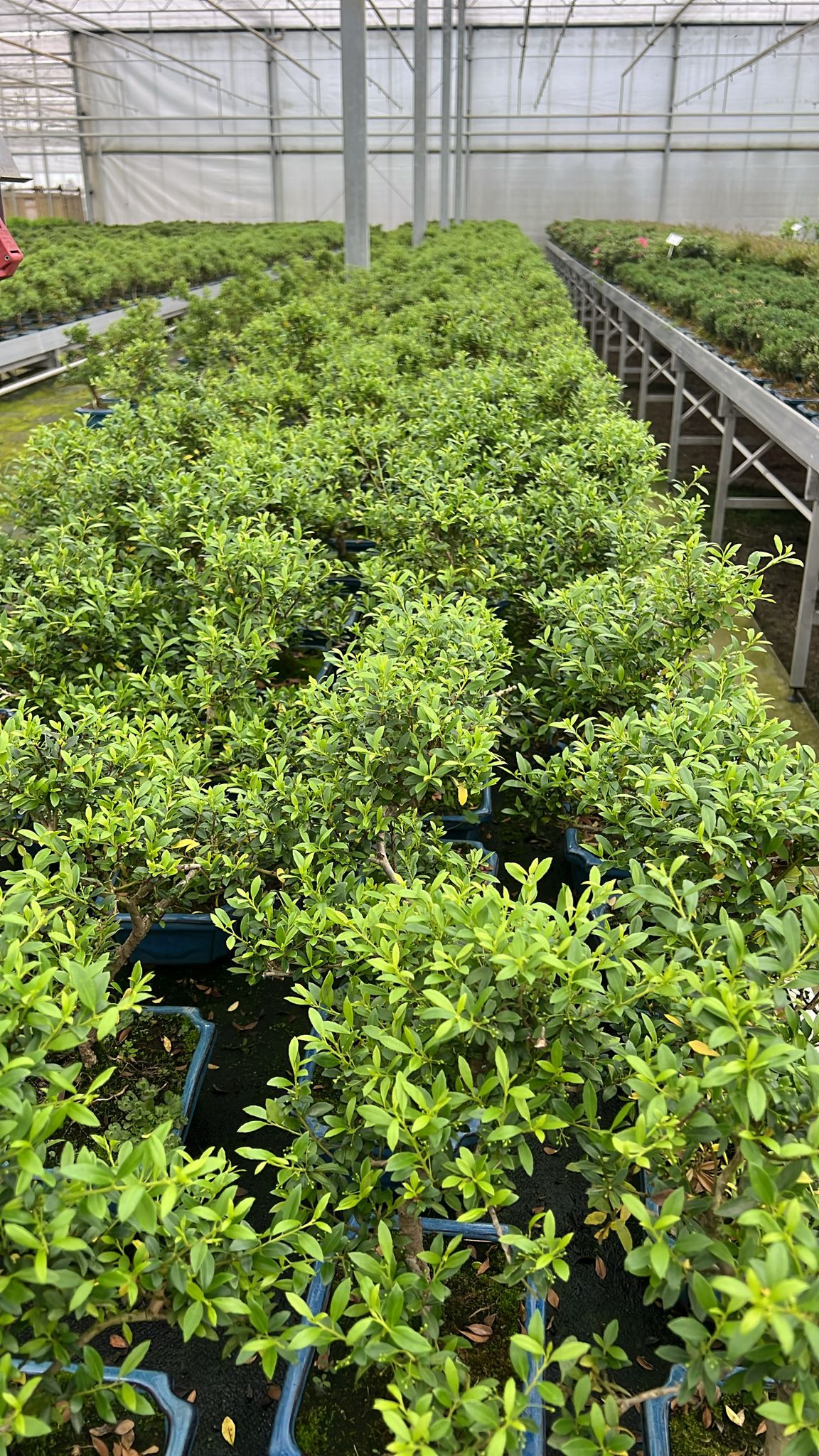 Горшечные цветы и растения оптом Ilex Crenata, 20 Cm, Shape, With Drip Tray от 5шт из Голландии с доставкой по России