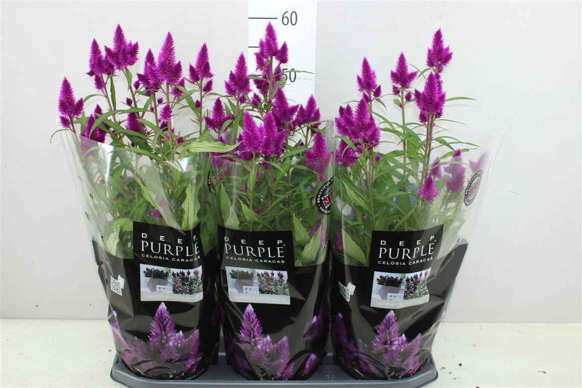 Горшечные цветы и растения оптом Celosia Deep Purple от 3шт из Голландии с доставкой по России