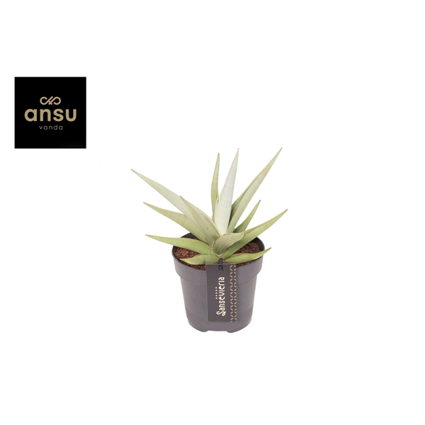 Горшечные цветы и растения оптом Sansevieria Comet Pastel Grey от 10шт из Голландии с доставкой по России