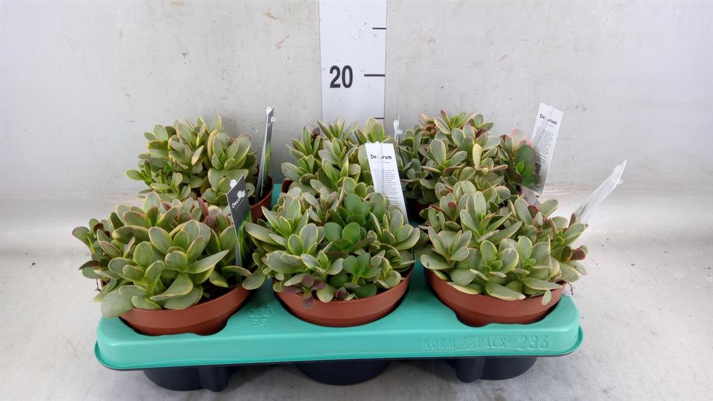 Горшечные цветы и растения оптом Crassula   ... от 6шт из Голландии с доставкой по России