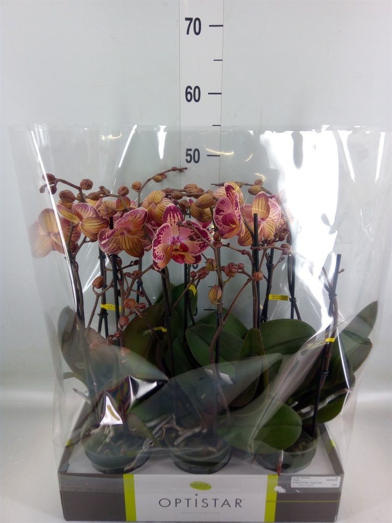 Горшечные цветы и растения оптом Phalaenopsis   ...red от 6шт из Голландии с доставкой по России