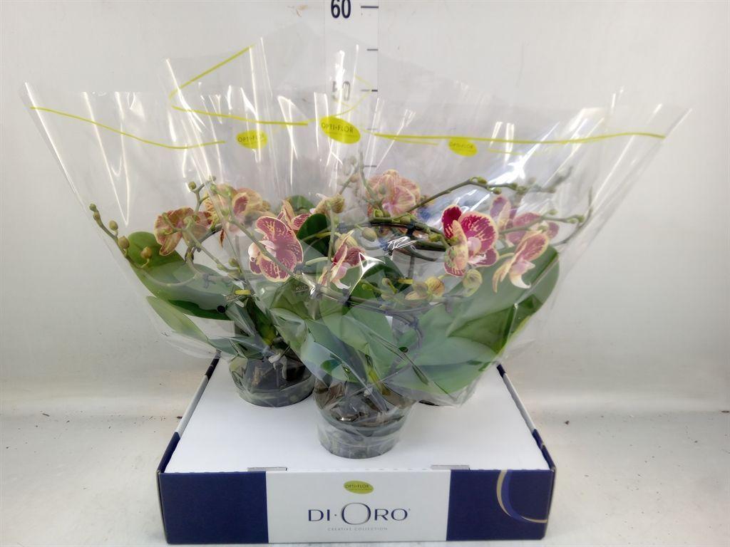 Горшечные цветы и растения оптом Phalaenopsis   ... от 3шт из Голландии с доставкой по России