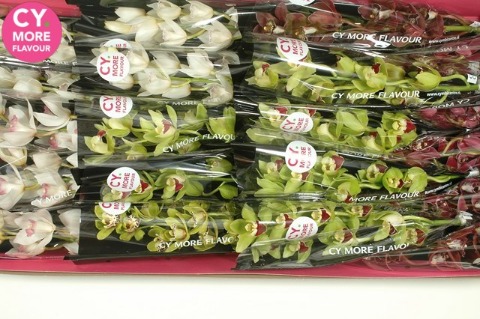 Срезанные цветы оптом Minicymbidium mix christmas от 20шт из Голландии с доставкой по России