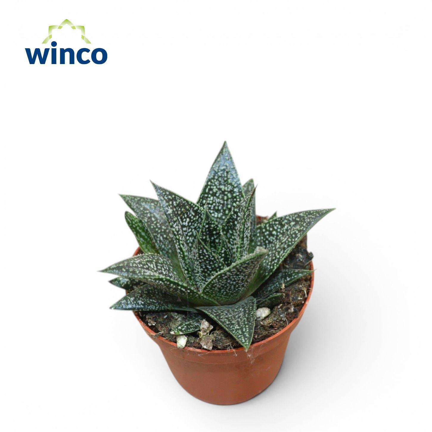 Горшечные цветы и растения оптом Gasteria D-plodoccus от 18шт (для телеги) из Голландии с доставкой по России
