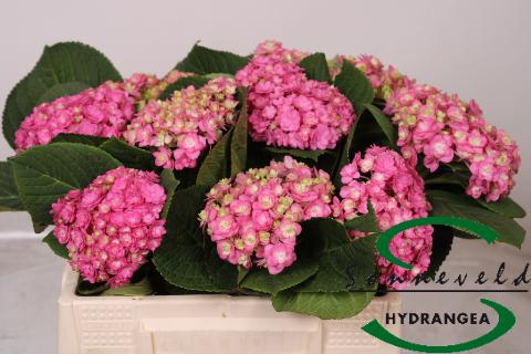 Срезанные цветы оптом Hydrangea beautensia luxor от 10шт из Голландии с доставкой по России