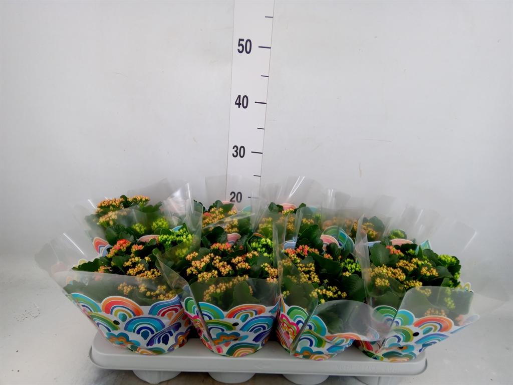 Горшечные цветы и растения оптом Kalanchoe Blos.   ..rosebud Mix/pot от 8шт из Голландии с доставкой по России