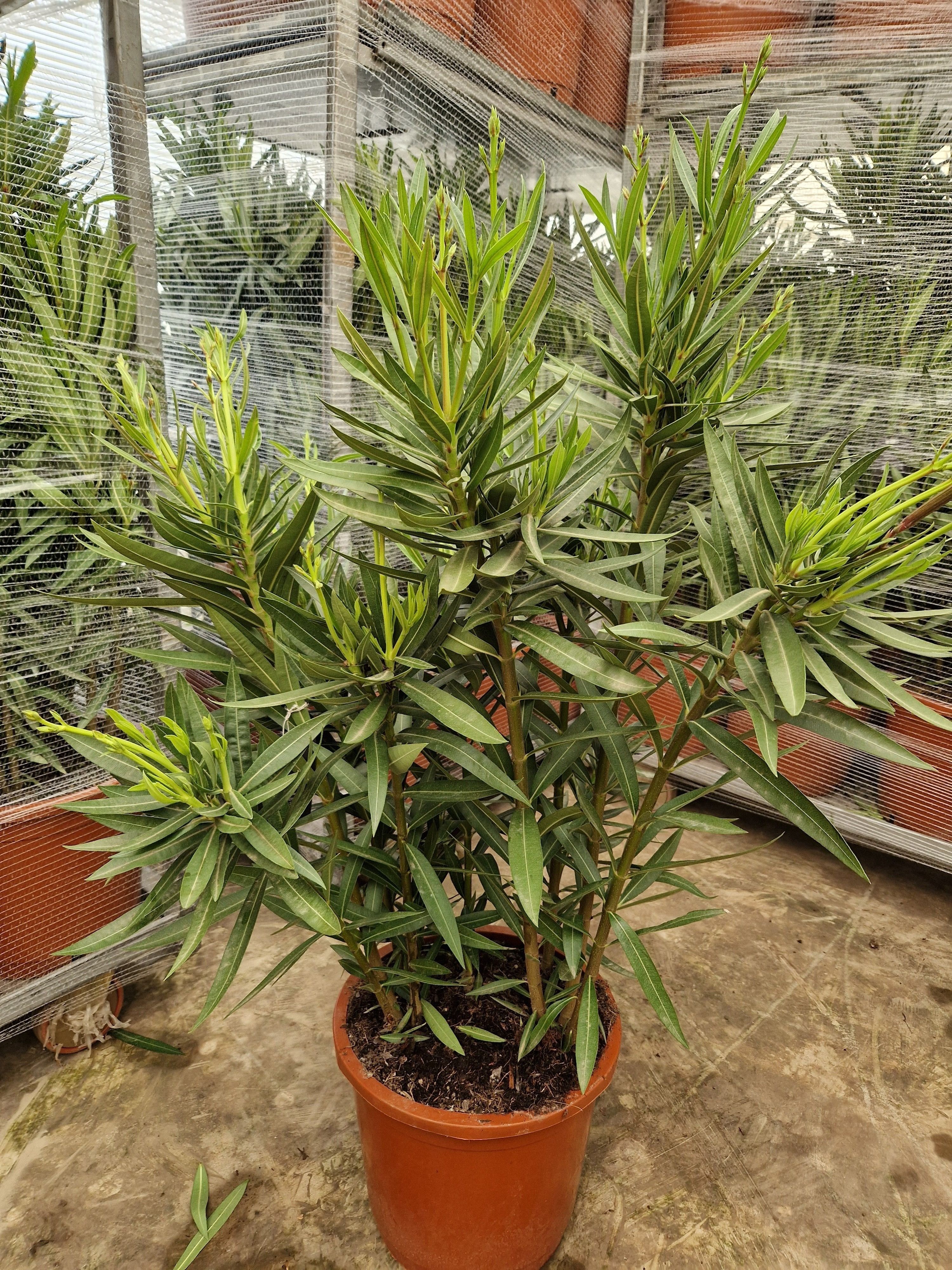 Горшечные цветы и растения оптом Neri Oleander от 1шт из Голландии с доставкой по России