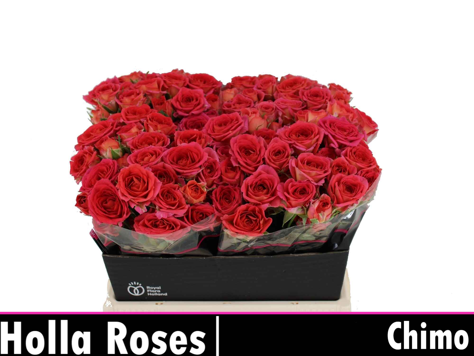 Срезанные цветы оптом Rosa sp chimo от 40шт из Голландии с доставкой по России