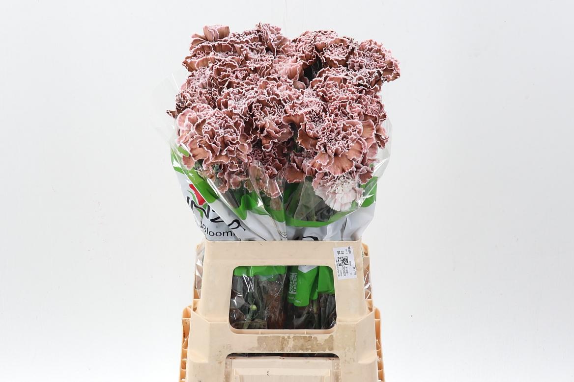 Срезанные цветы оптом Dianthus st paint brownies от 80шт из Голландии с доставкой по России