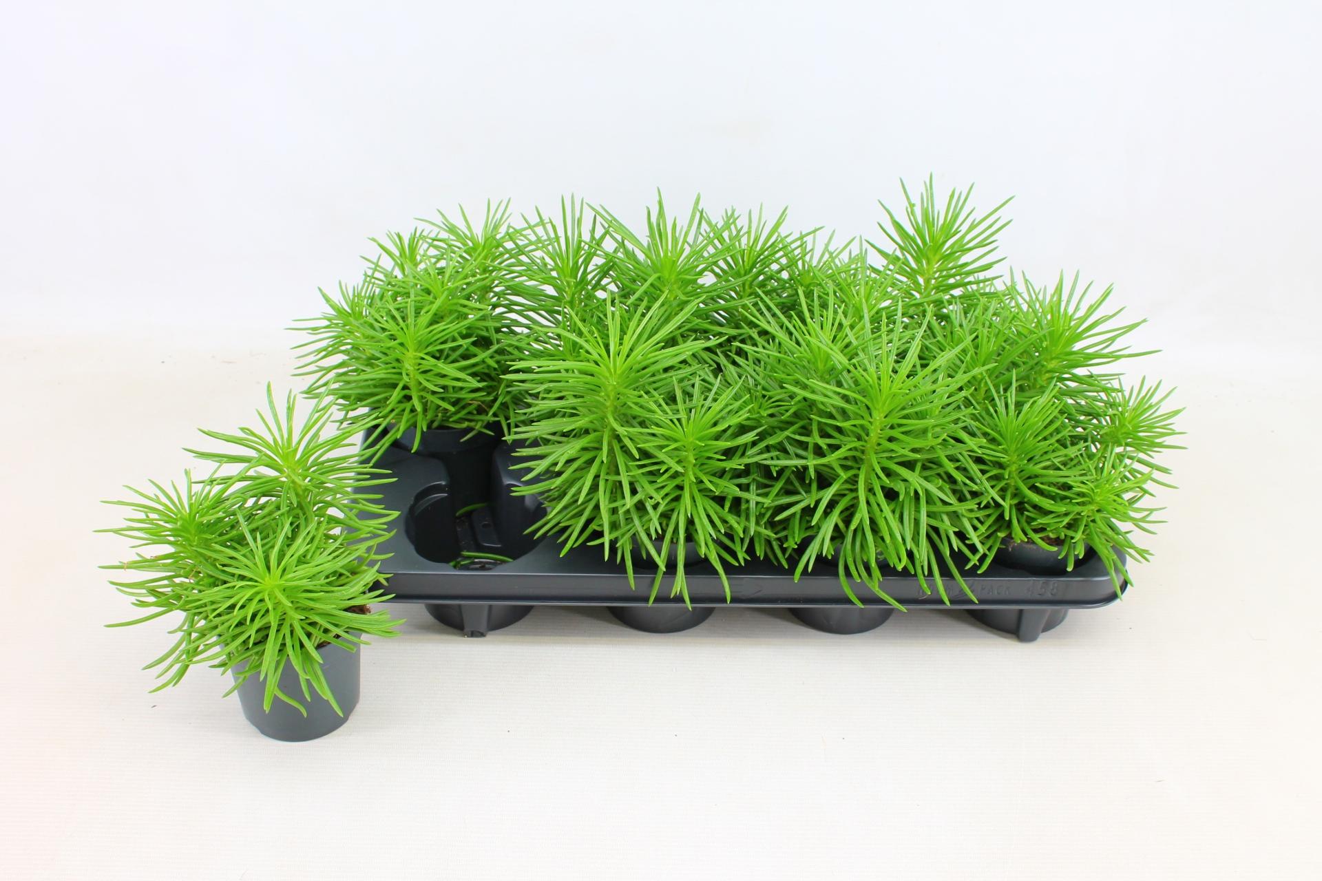 Горшечные цветы и растения оптом Senec Arch Himalaya от 8шт из Голландии с доставкой по России Горшечные цветы и растения оптом Senec Arch Himalaya от 8шт из Голландии с доставкой по России