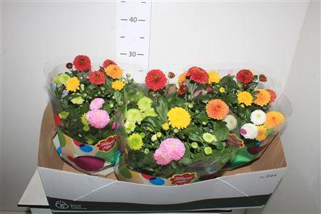 Горшечные цветы и растения оптом Chrys Fp Gem In Pot 7pp от 3шт из Голландии с доставкой по России