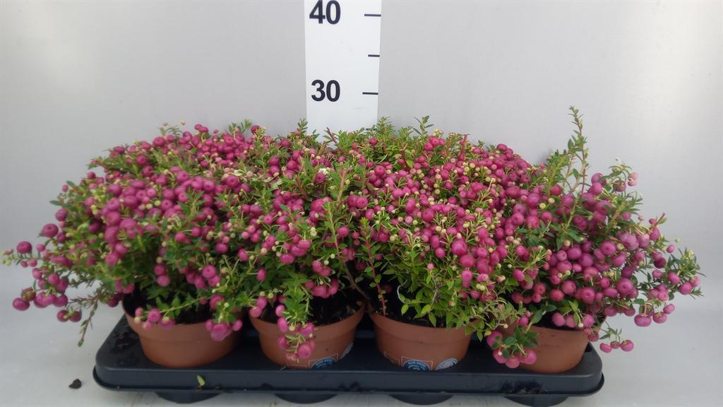 Горшечные цветы и растения оптом Gaultheria ...rose Berry от 8шт из Голландии с доставкой по России