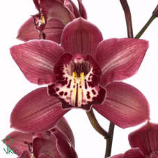 Срезанные цветы оптом Cymbidium red crosslanding double red от 6шт. из Голландии с доставкой по России