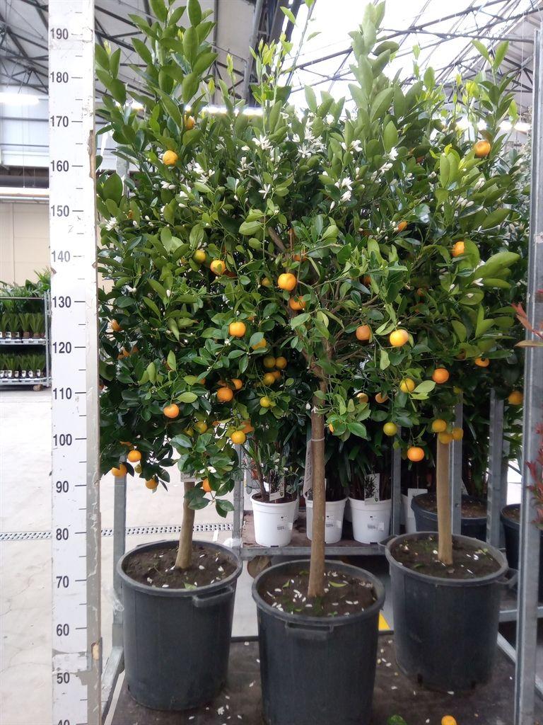 Горшечные цветы и растения оптом Citrus Kugli On Stem от 1шт (для телеги) из Голландии с доставкой по России