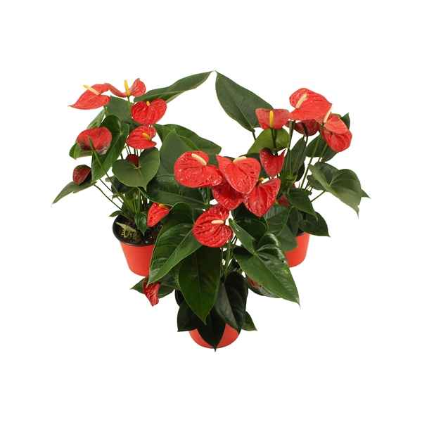 Горшечные цветы и растения оптом Anth An Easy Red 4+ Pot от 8шт из Голландии с доставкой по России