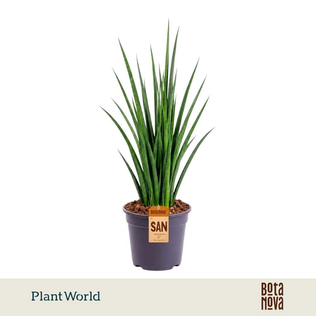 Горшечные цветы и растения оптом Sansevieria Kirkii Friends от 5шт из Голландии с доставкой по России