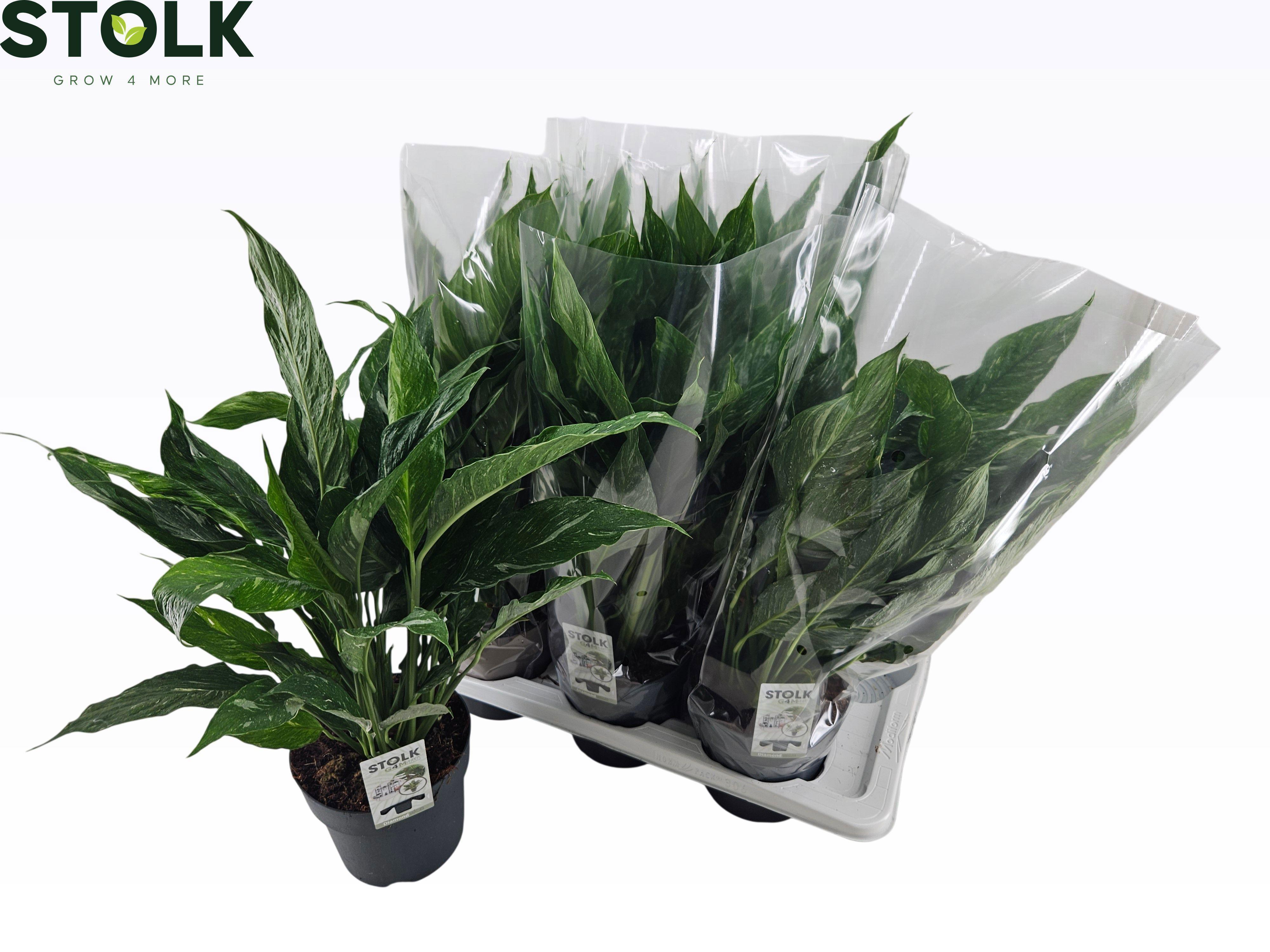 Горшечные цветы и растения оптом Spath Diamond от 6шт из Голландии с доставкой по России